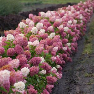 ZINFIN DOLL HYDRANGEA 50CM - image 2
