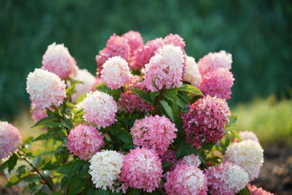 ZINFIN DOLL HYDRANGEA STD 80CM