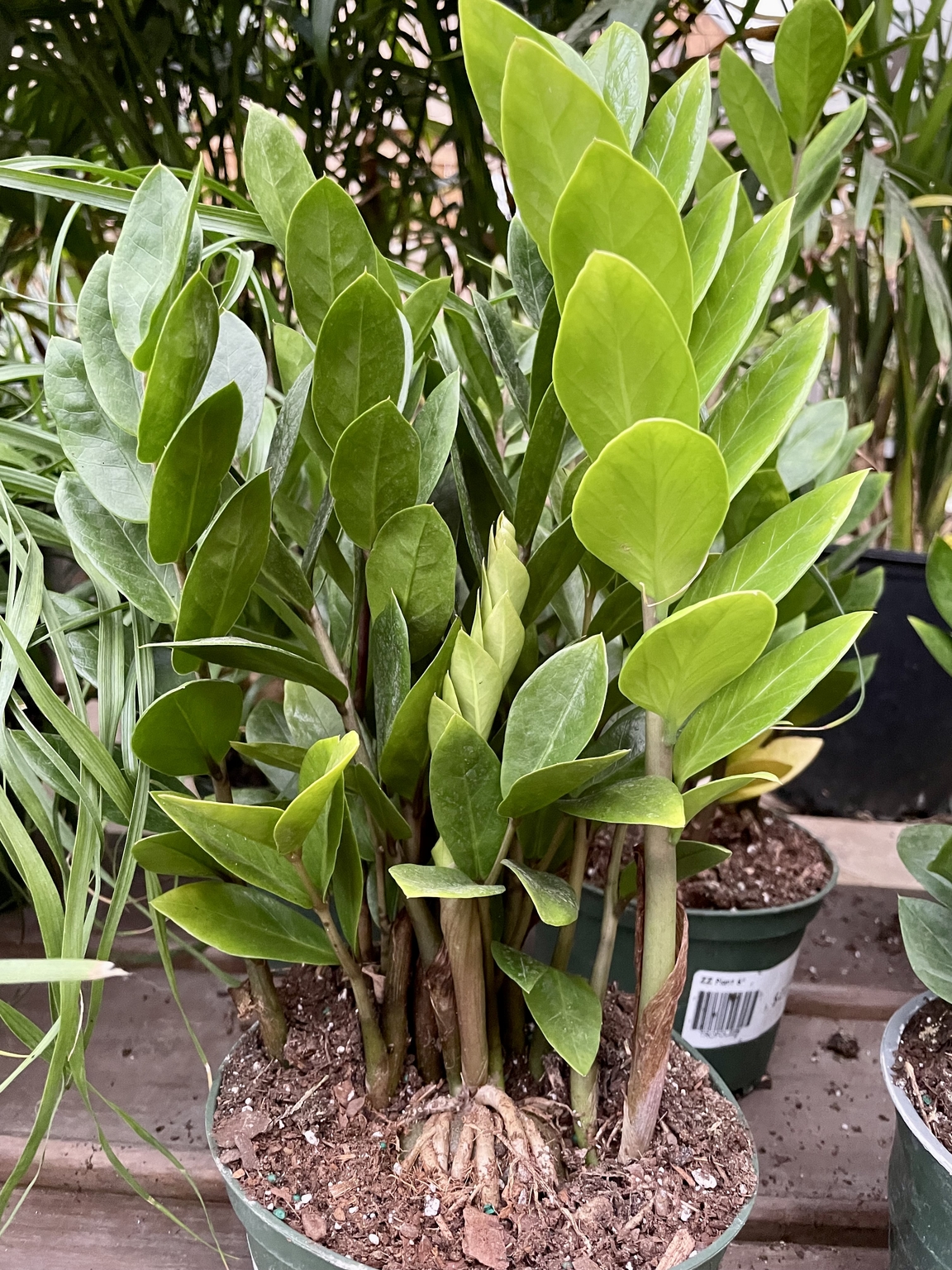 ZZ Plant 6" Oxford InstaShade